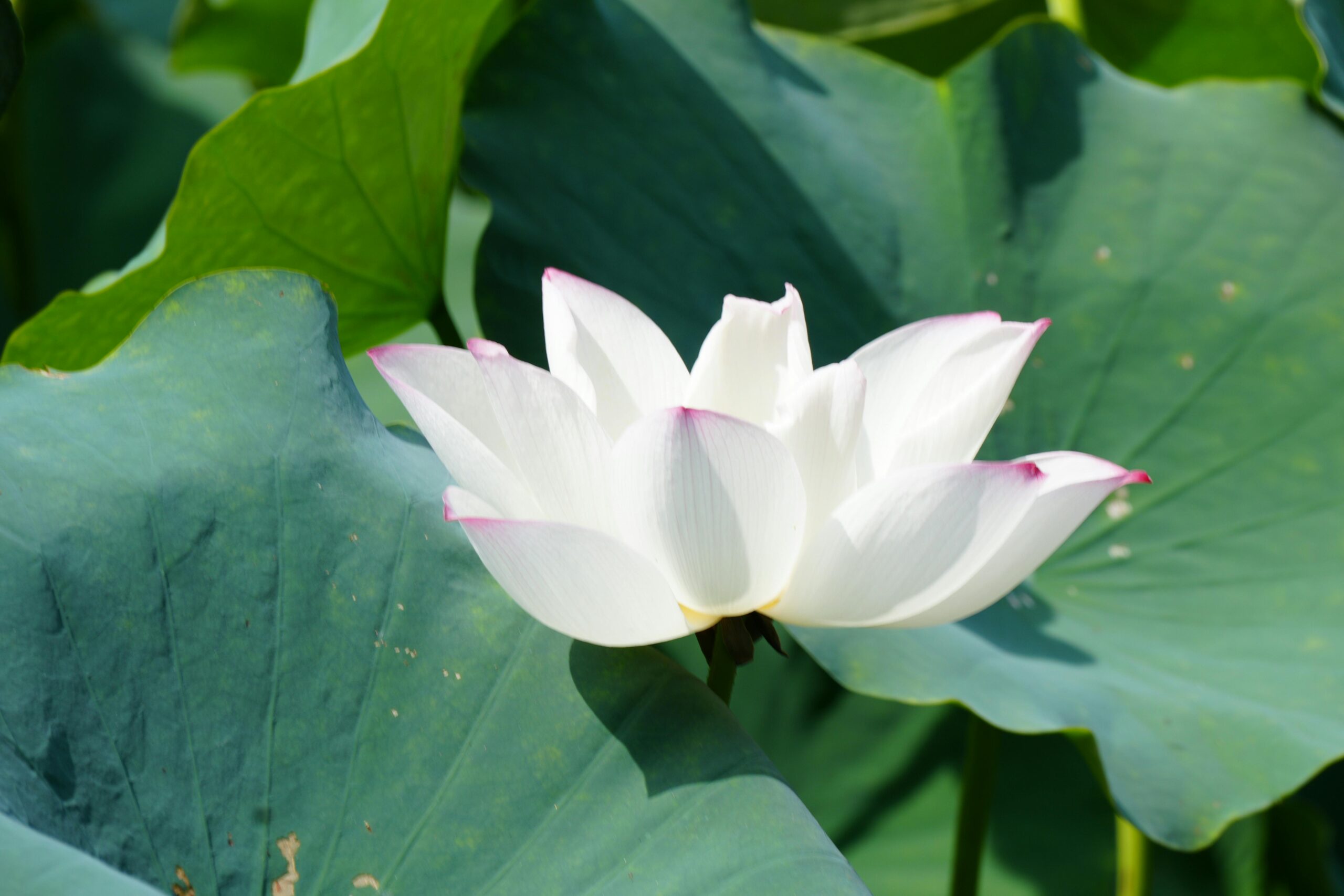 pexels-photo-32718329-32718329 | Maharishi vastu mimarisi Elegant white lotus flower surrounded by lush green leaves in natural sunlight.
